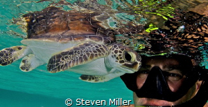 Hatchling by Steven Miller 